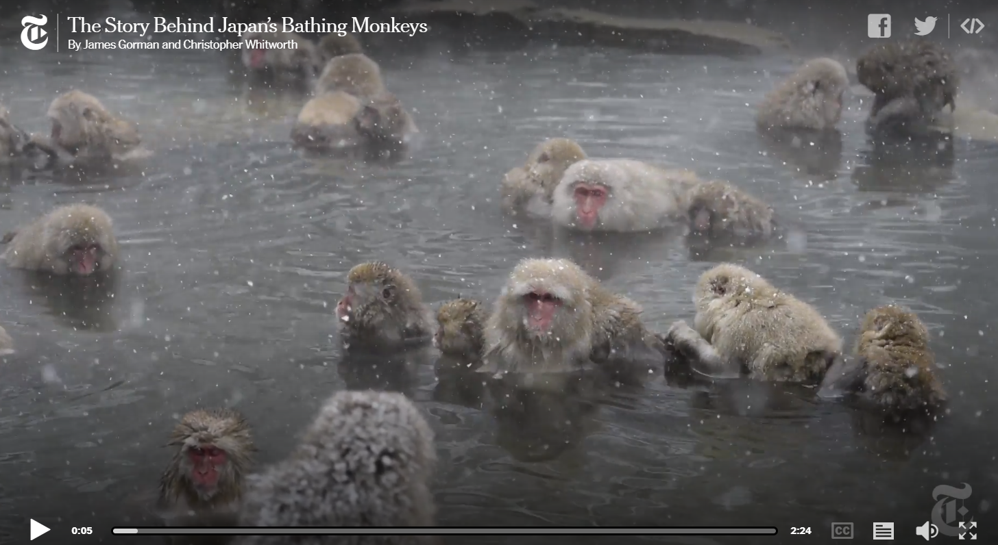 Monkeys are even fans of onsen! Read [**more here!**](https://www.nytimes.com/2018/04/03/science/japan-monkeys-hot-springs-stress.html)