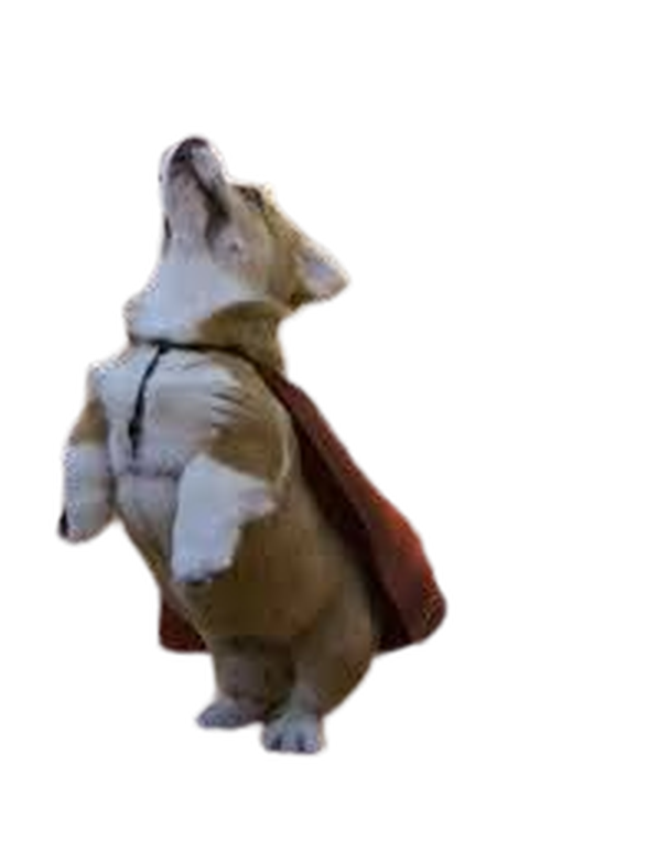 A corgi in a red cape, standing on its hind legs and looking up