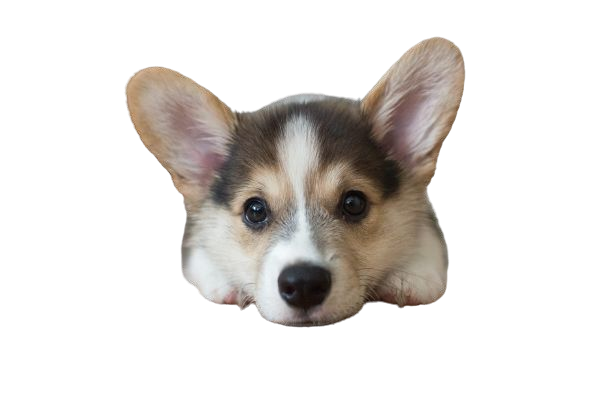 A corgi puppy's head peeking in from the side